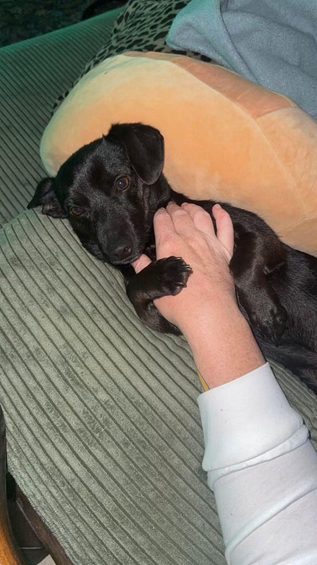 Taquito, a ADOPTABLE Chiweenie in Fort Walton Beach, FL image 4/4