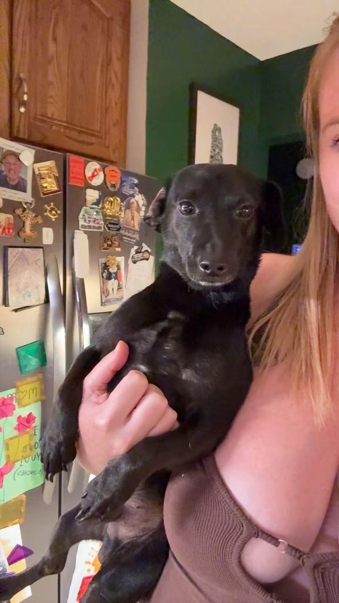 Taquito, ADOPTABLE, Young Male Chiweenie.