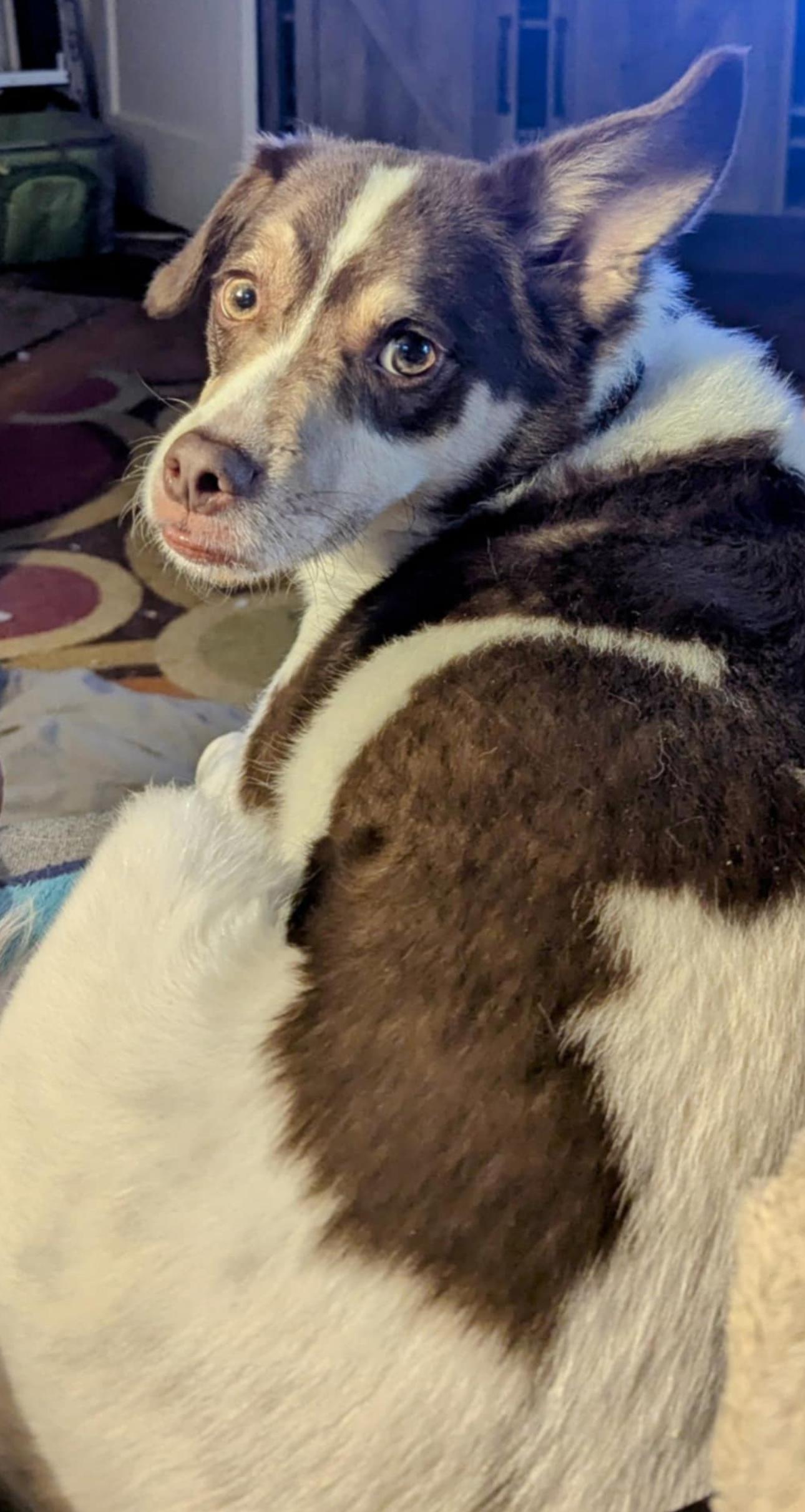 Denver, Adopted, Young Male Australian Shepherd.