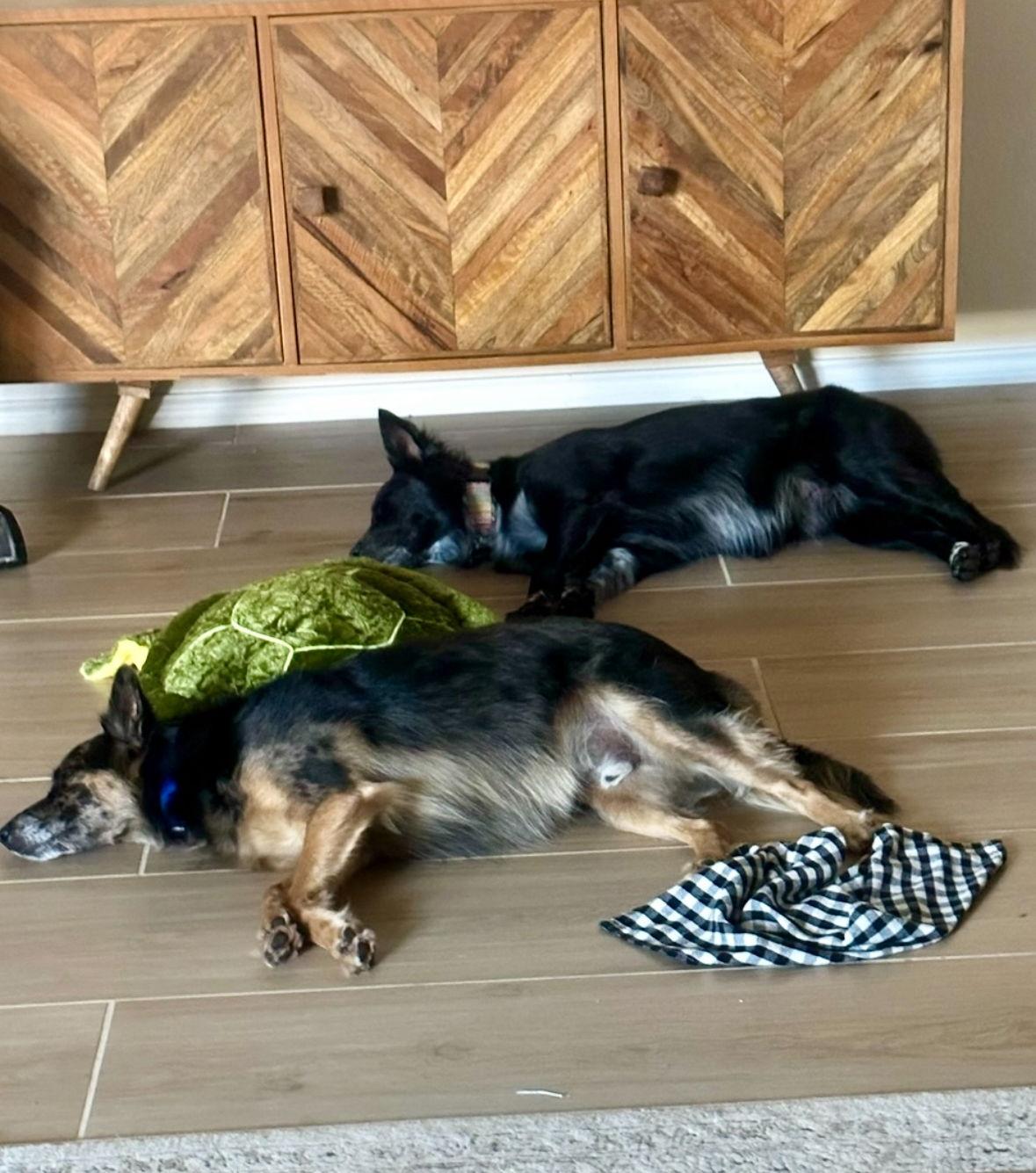 Oakley/Dancer & Indy/Dasher, Adoptable, Adult Female Border Collie & Australian Shepherd.