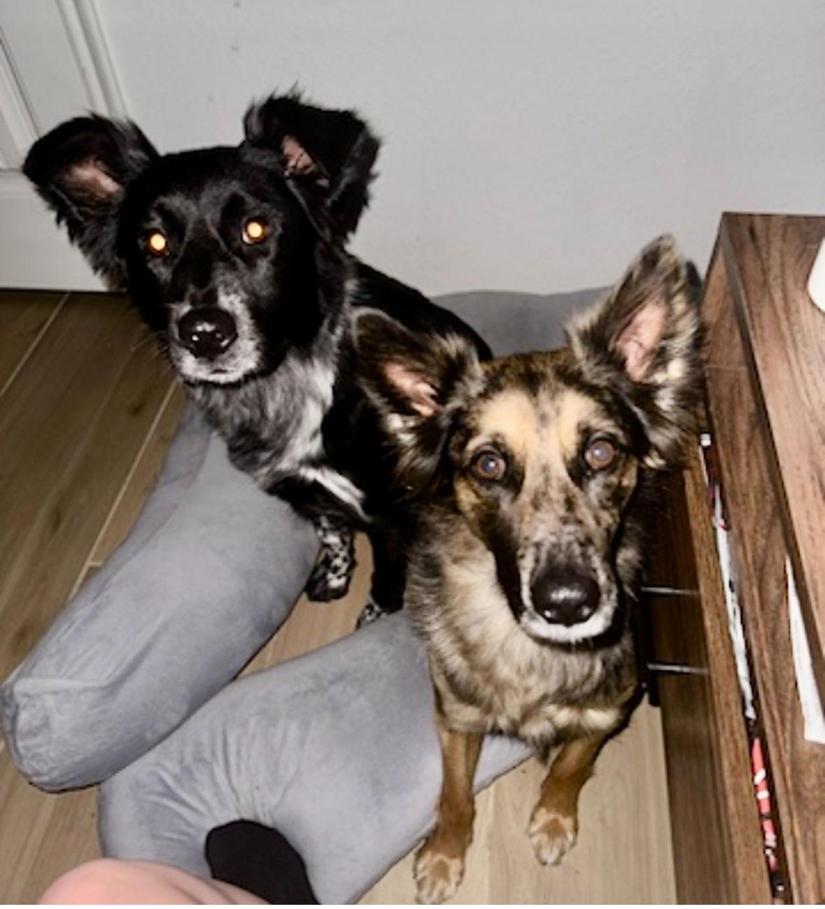 Oakley/Dancer & Indy/Dasher, a Adoptable mixed breed in Dallas, TX image 2/3