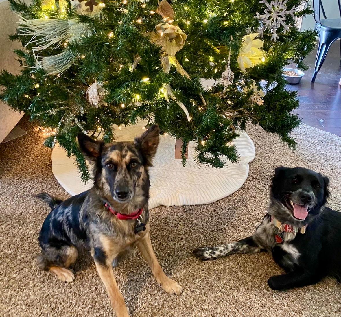 Oakley/Dancer & Indy/Dasher, a Adoptable mixed breed in Dallas, TX image 3/3