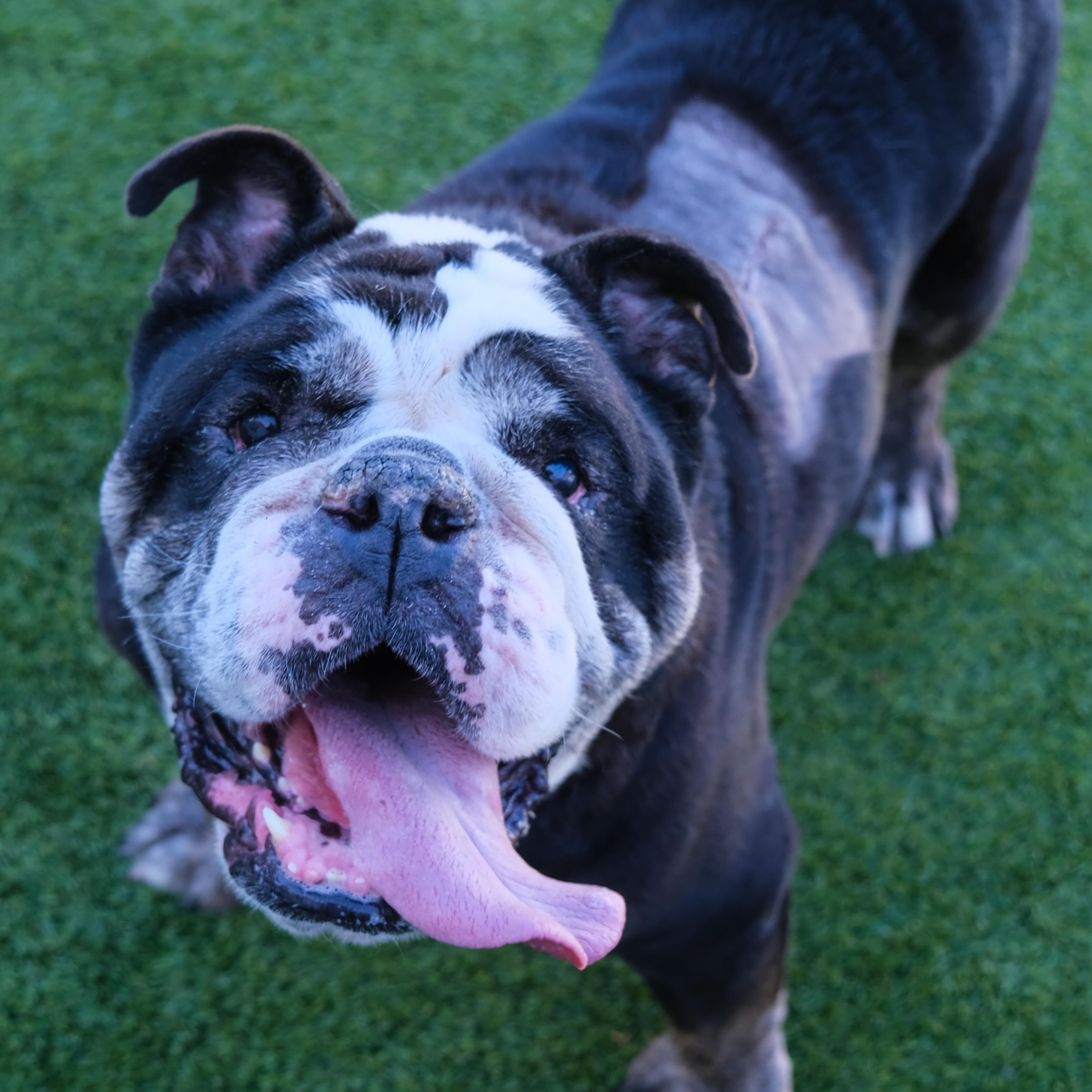 Enlarge Meatball, a Adoptable Bulldog in Newport Beach, CA image 3/6