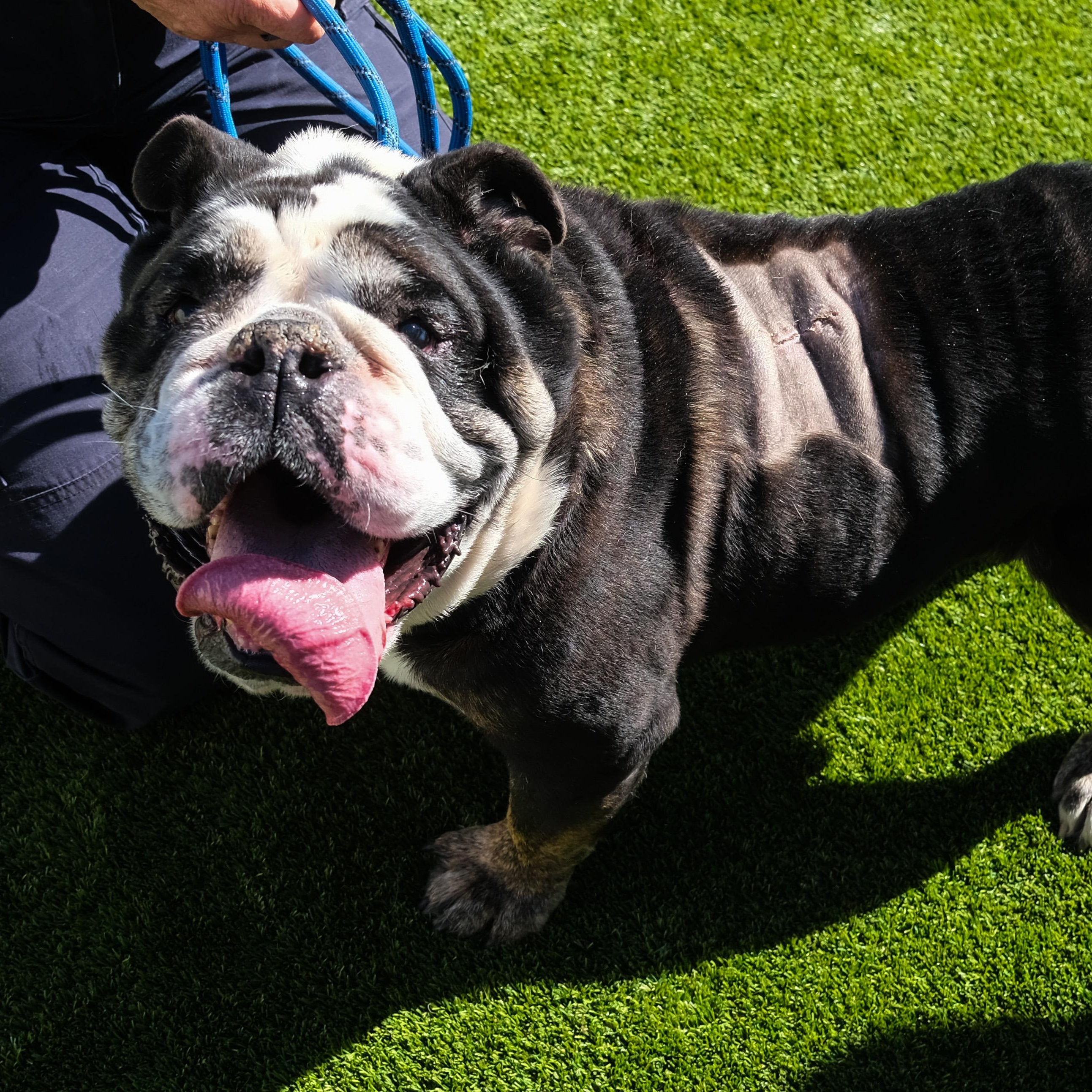 Enlarge Meatball, a Adoptable Bulldog in Newport Beach, CA image 4/6