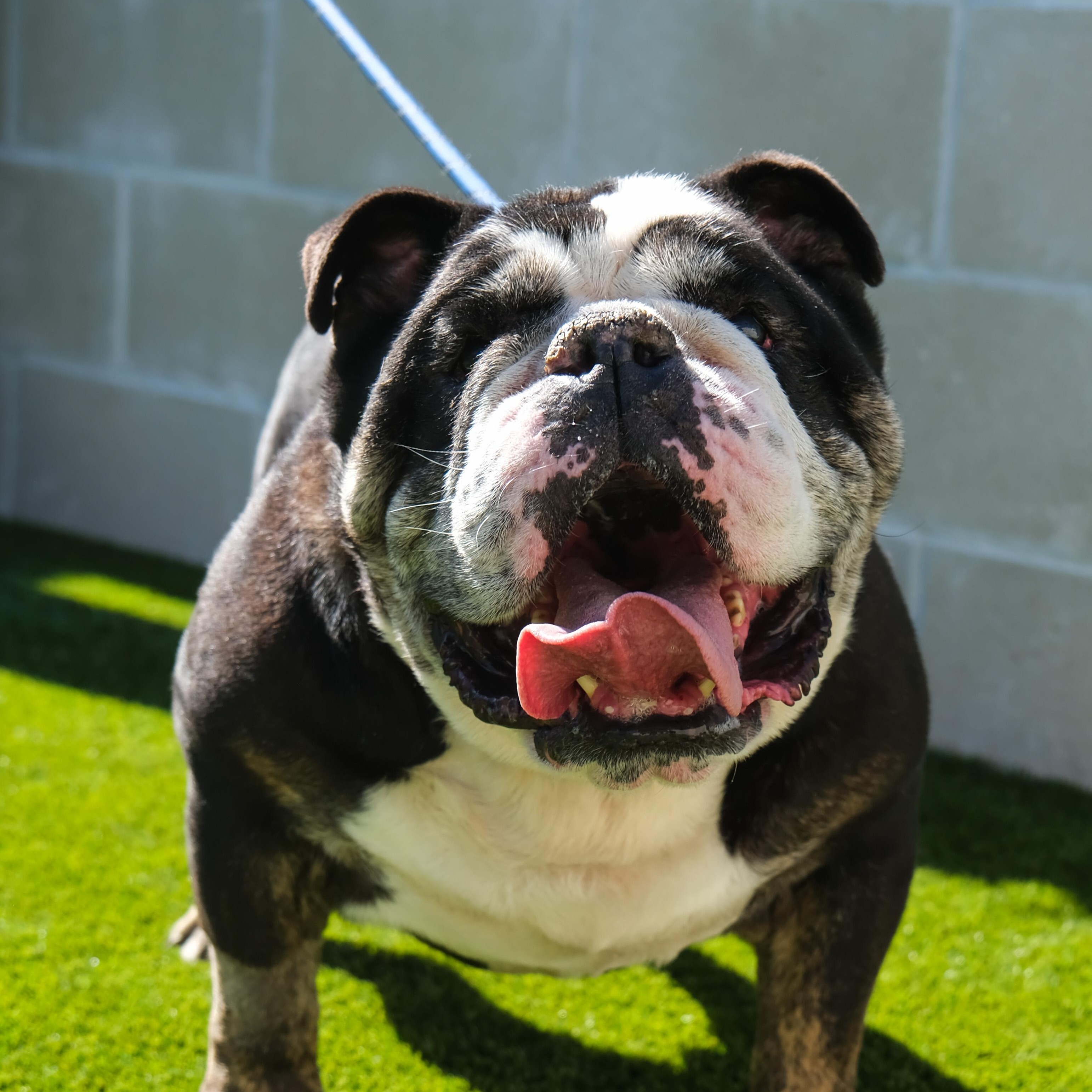 Enlarge Meatball, a Adoptable Bulldog in Newport Beach, CA image 5/6
