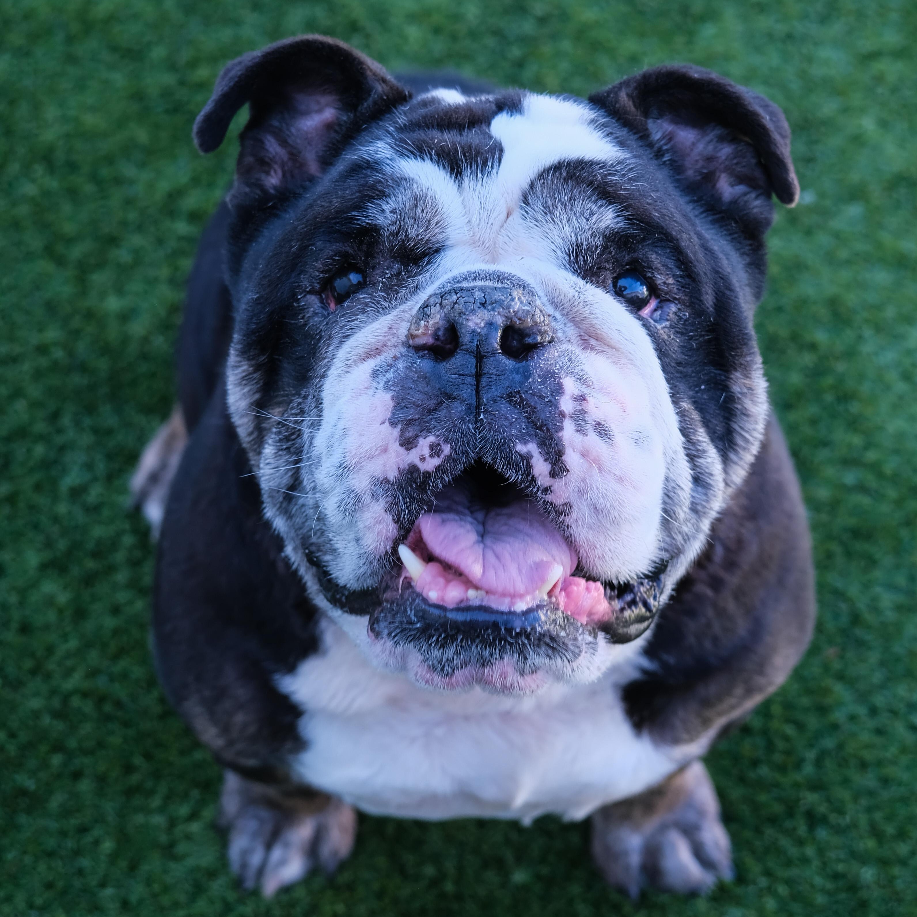 Enlarge Meatball, a Adoptable Bulldog in Newport Beach, CA image 2/6