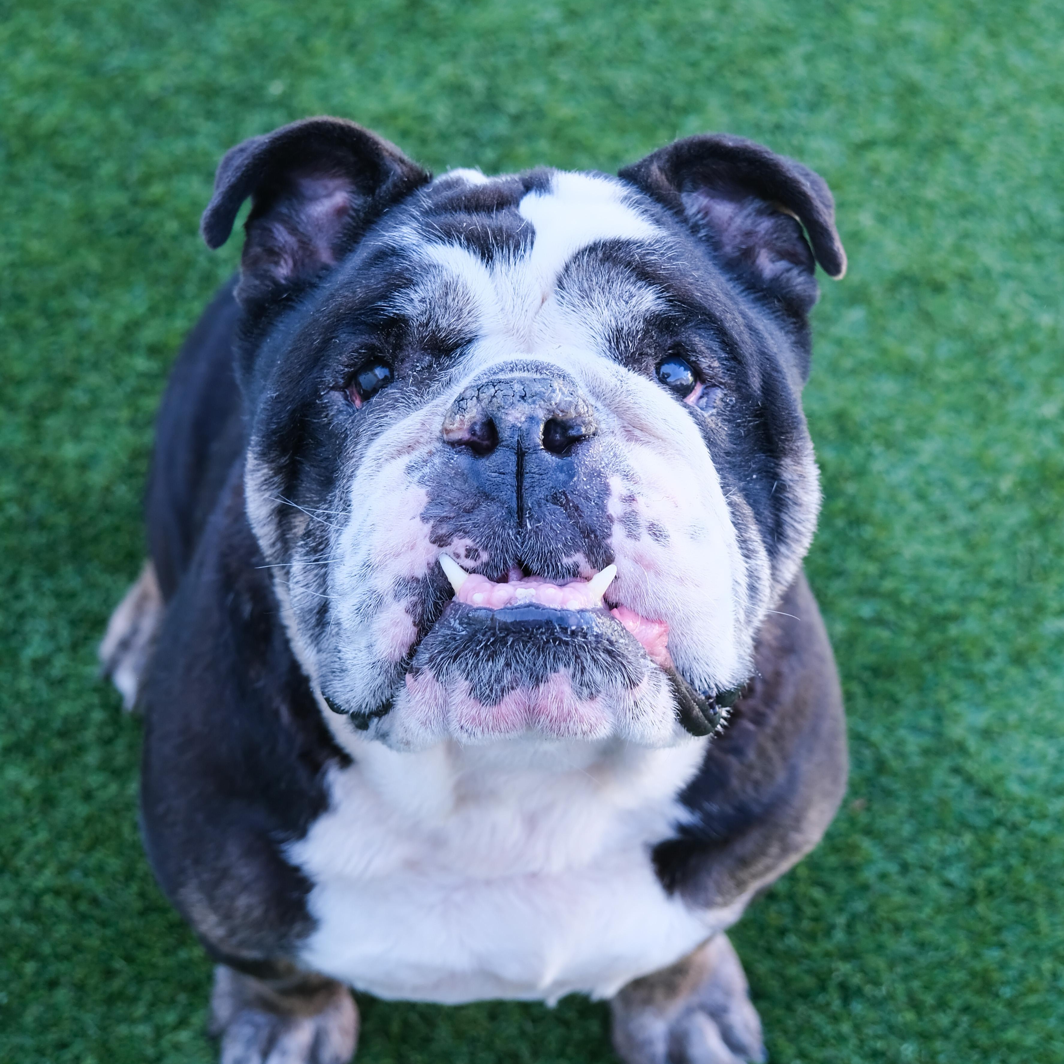 Enlarge Meatball, a Adoptable Bulldog in Newport Beach, CA image 1/6