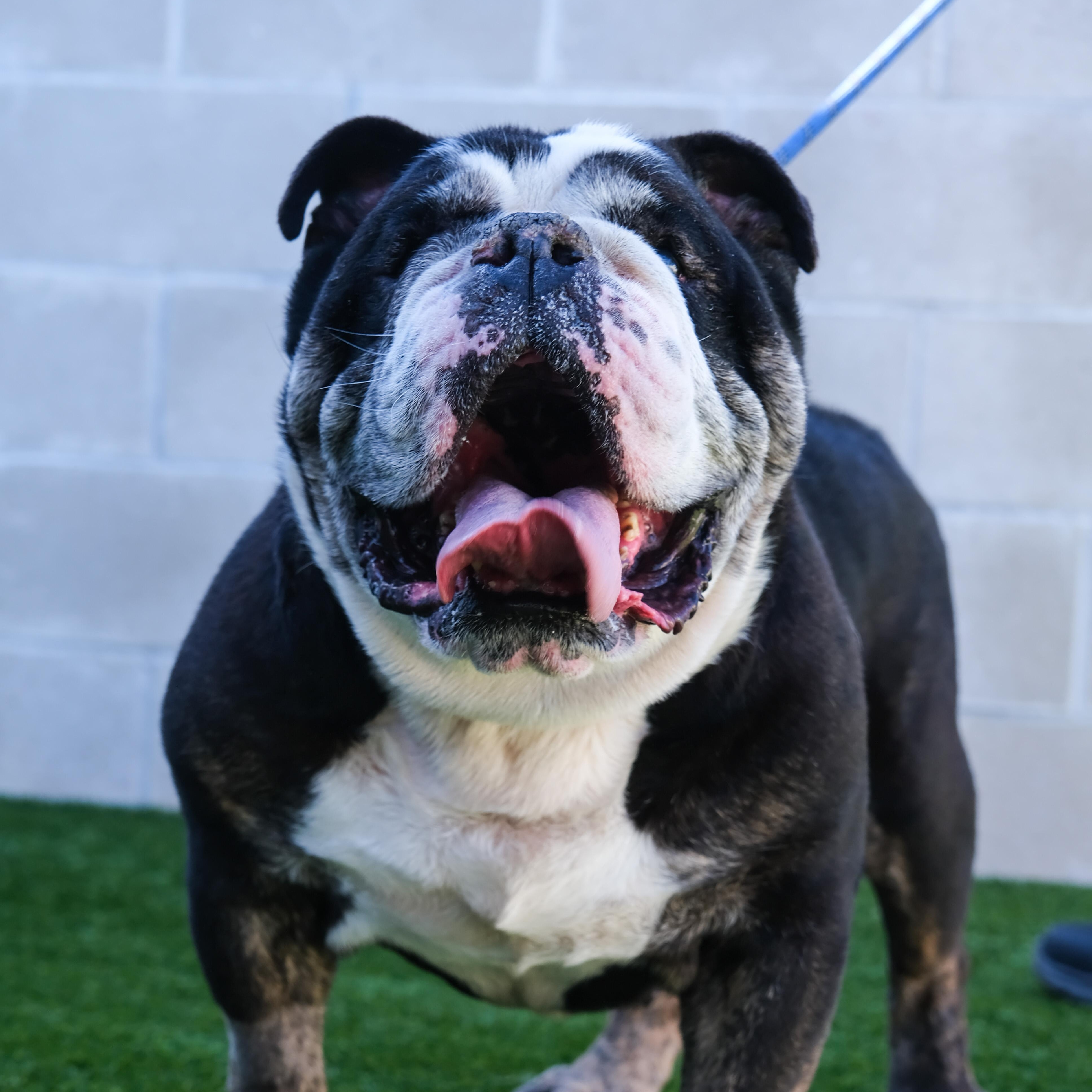 Enlarge Meatball, a Adoptable Bulldog in Newport Beach, CA image 6/6