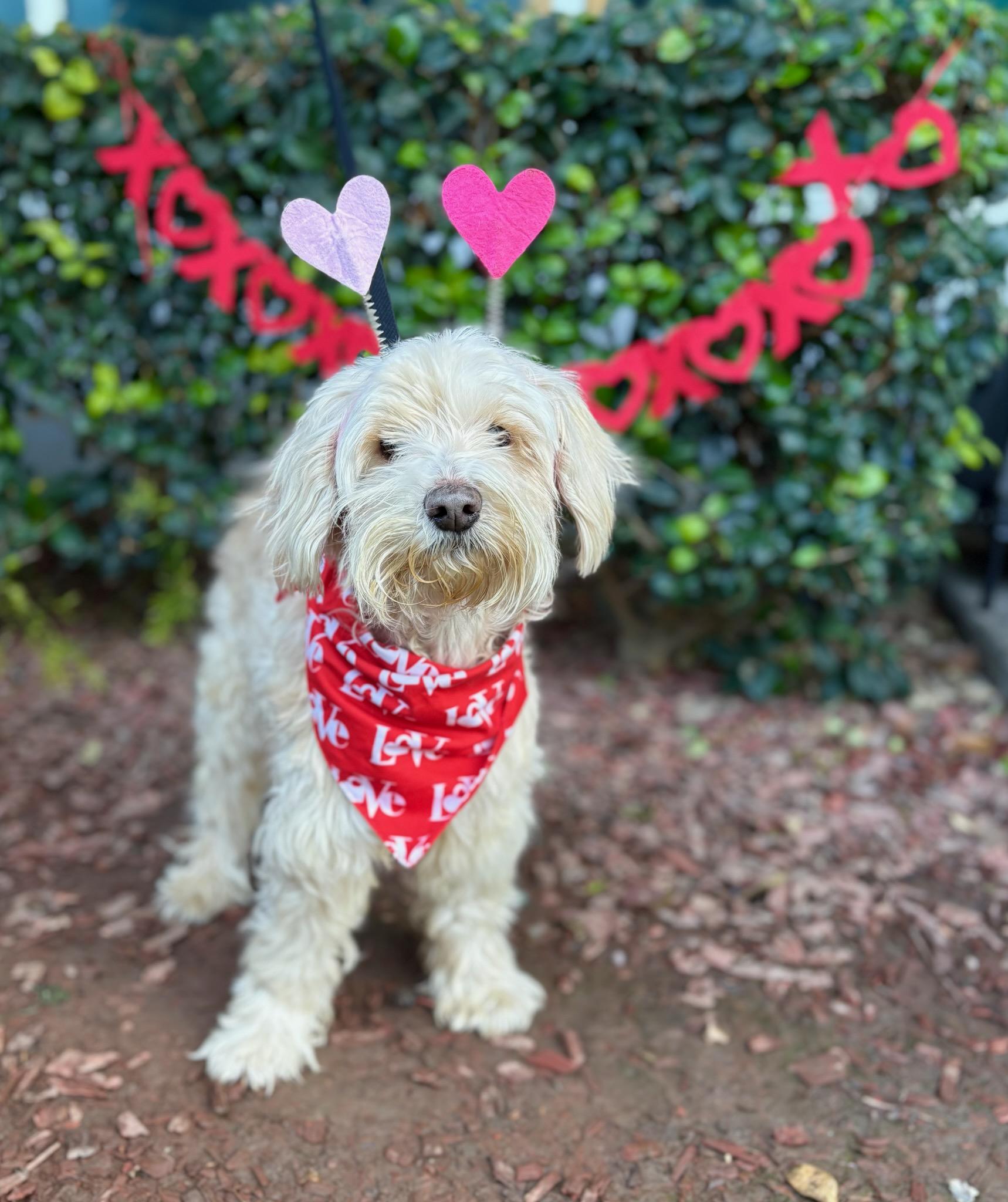 Manny, Adoptable, Senior Male Maltese & Miniature Poodle.