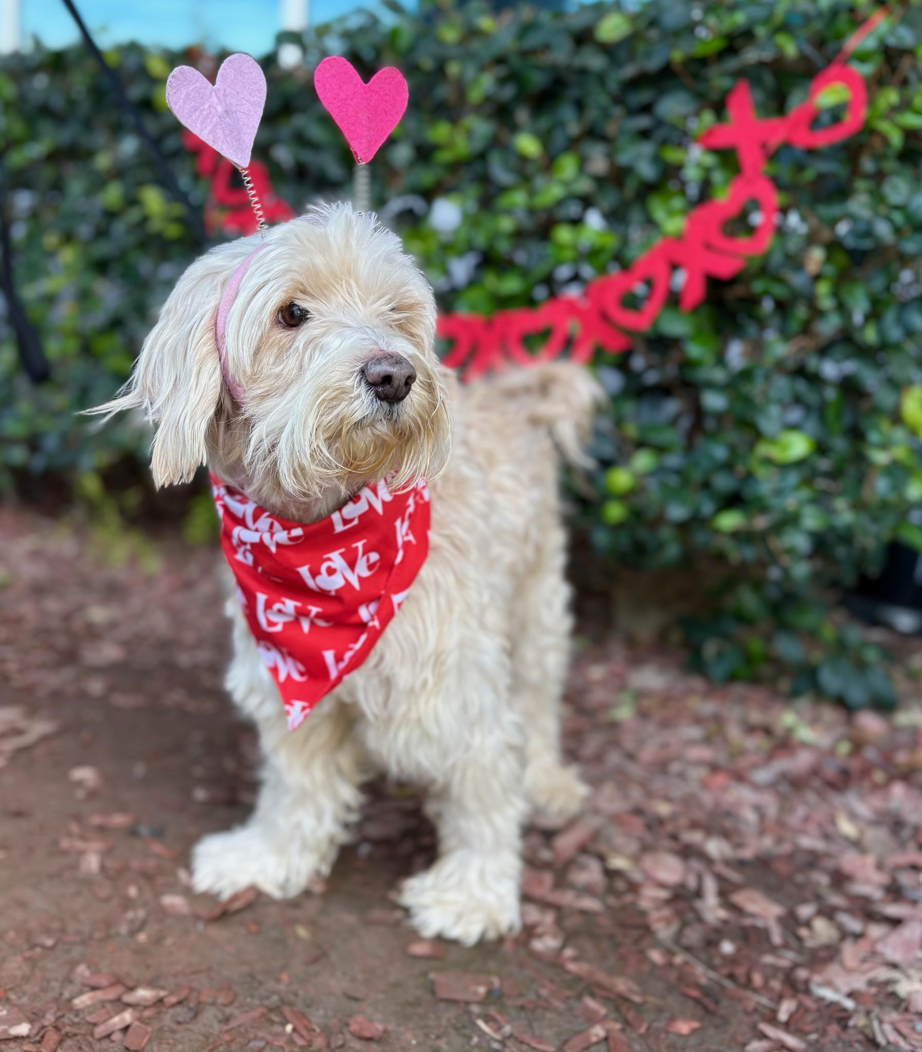 Enlarge Manny, a Adoptable mixed breed in South El Monte, CA image 2/4