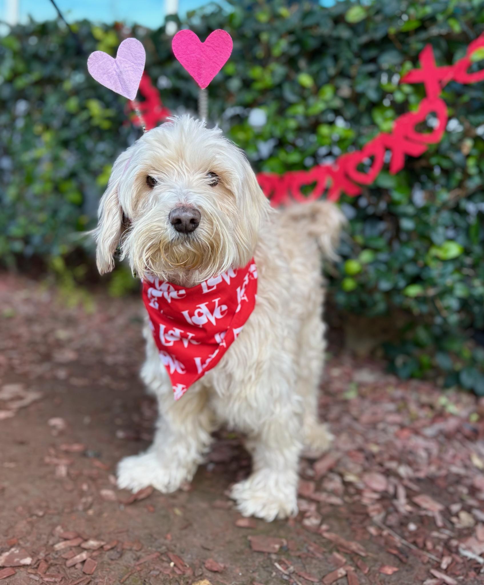 Enlarge Manny, a Adoptable mixed breed in South El Monte, CA image 3/4