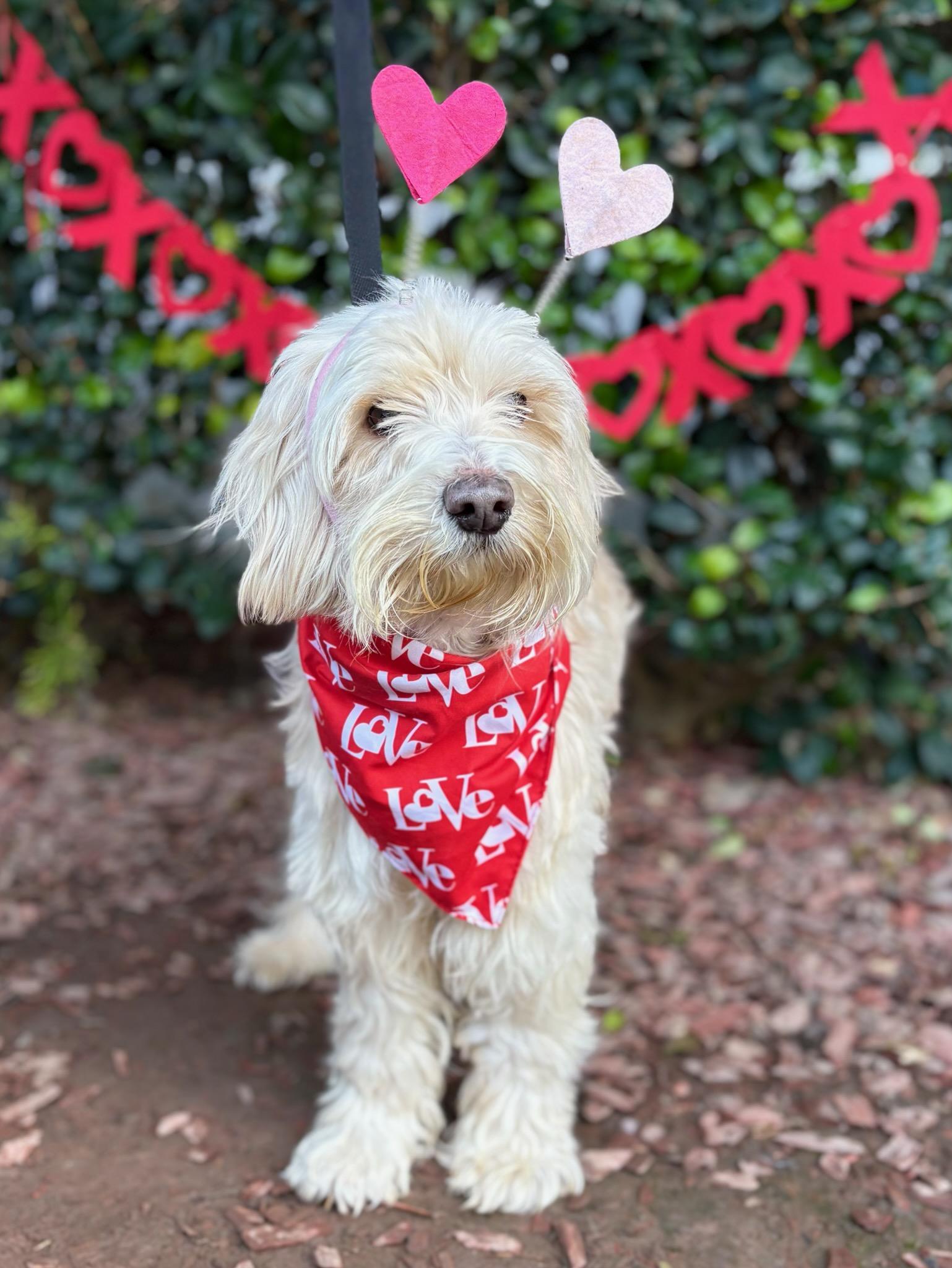 Enlarge Manny, a Adoptable mixed breed in South El Monte, CA image 4/4
