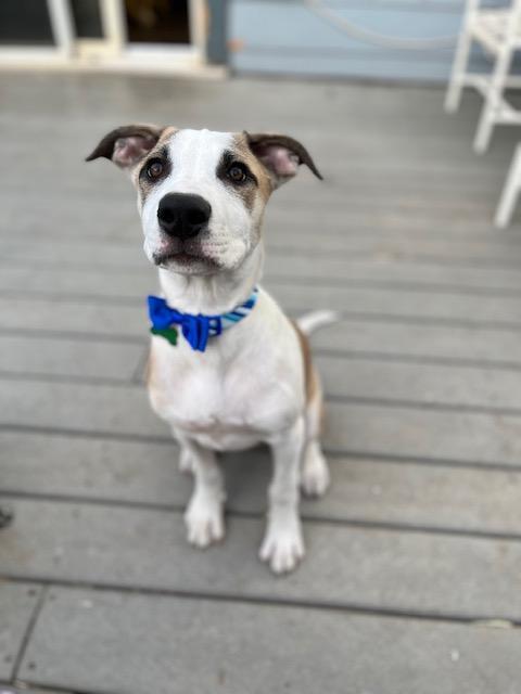 Enlarge Seth, a Adoptable mixed breed in Littleton, CO image 2/4