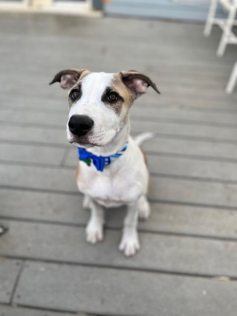 Enlarge Seth, a Adoptable mixed breed in Littleton, CO image 1/4