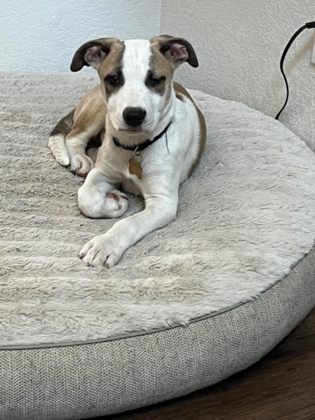 Enlarge Seth, a Adoptable mixed breed in Littleton, CO image 4/4