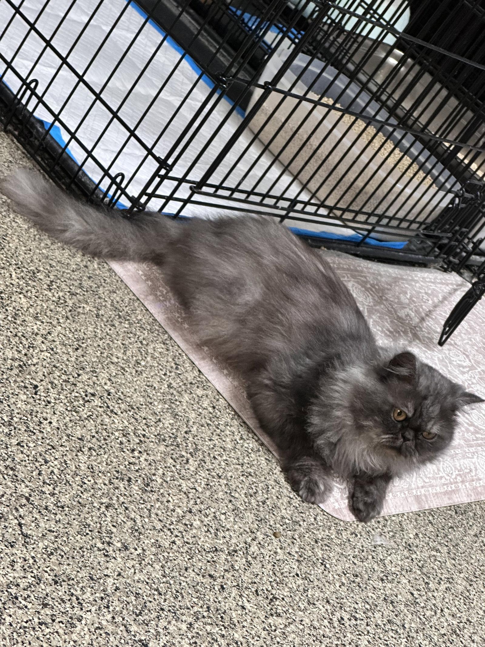 Tofu, Adopted, Adult Male Persian.