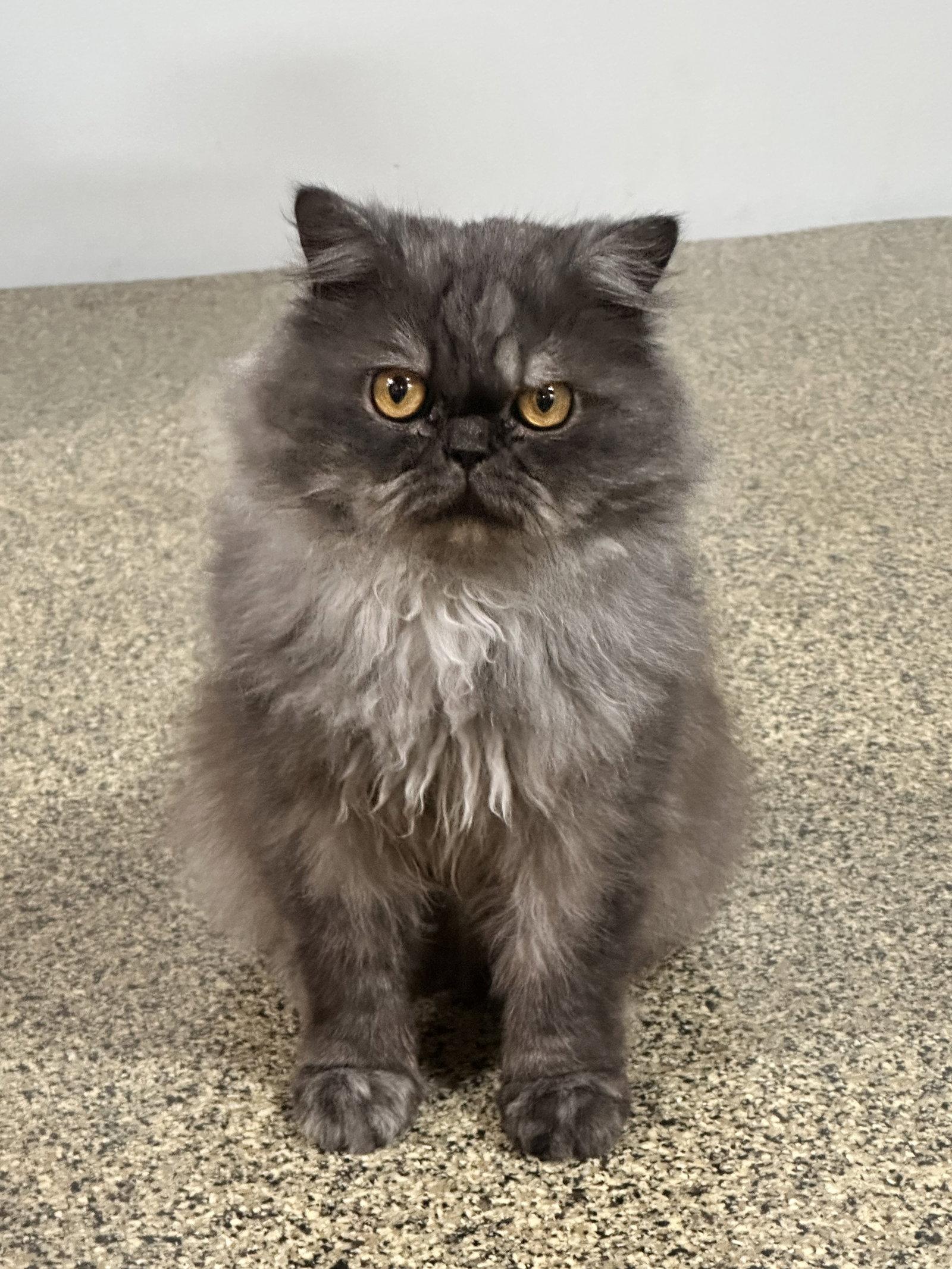 Enlarge Tofu, a Adopted Persian in Rosenberg, TX image 2/2