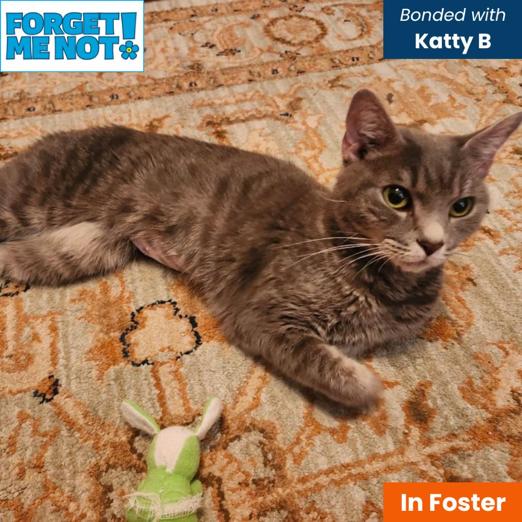 Luna D, a Adoptable Domestic Short Hair in Baltimore, MD image 2/2