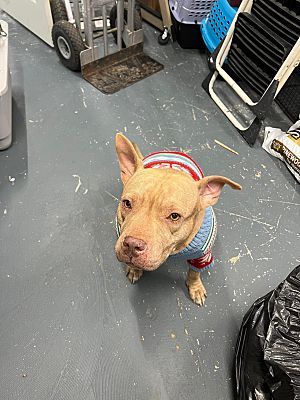 Peaches, a Adoptable mixed breed in Lauderhill, FL image 4/6