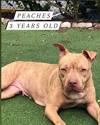 Peaches, a Adoptable mixed breed in Lauderhill, FL image 5/6