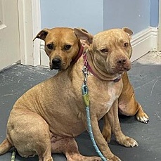 Peaches, a Adoptable mixed breed in Lauderhill, FL image 6/6