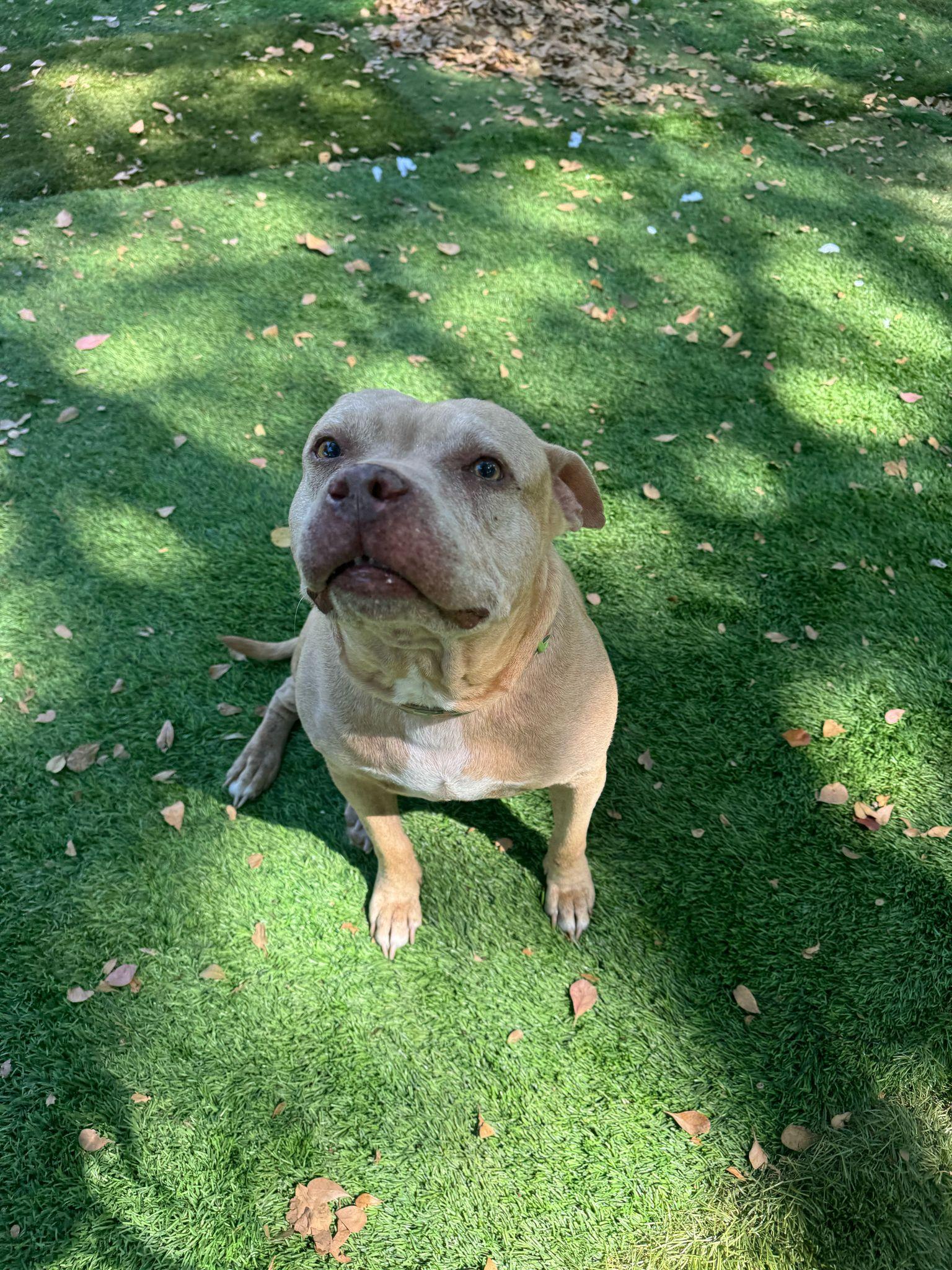 Peaches, a Adoptable mixed breed in Lauderhill, FL image 1/6