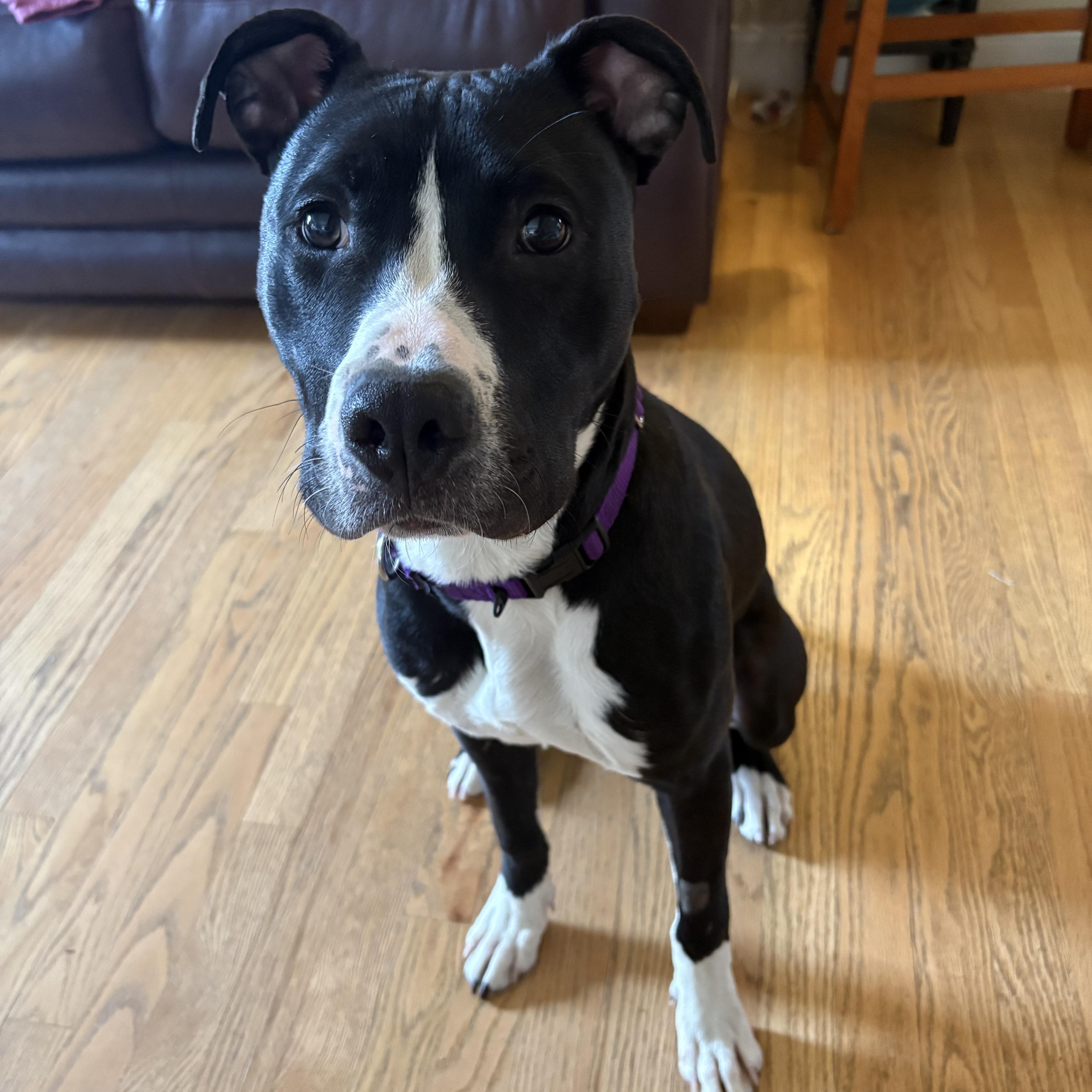 Enlarge Patrick, an adoptable mixed breed in Nutting Lake, MA image 6/6