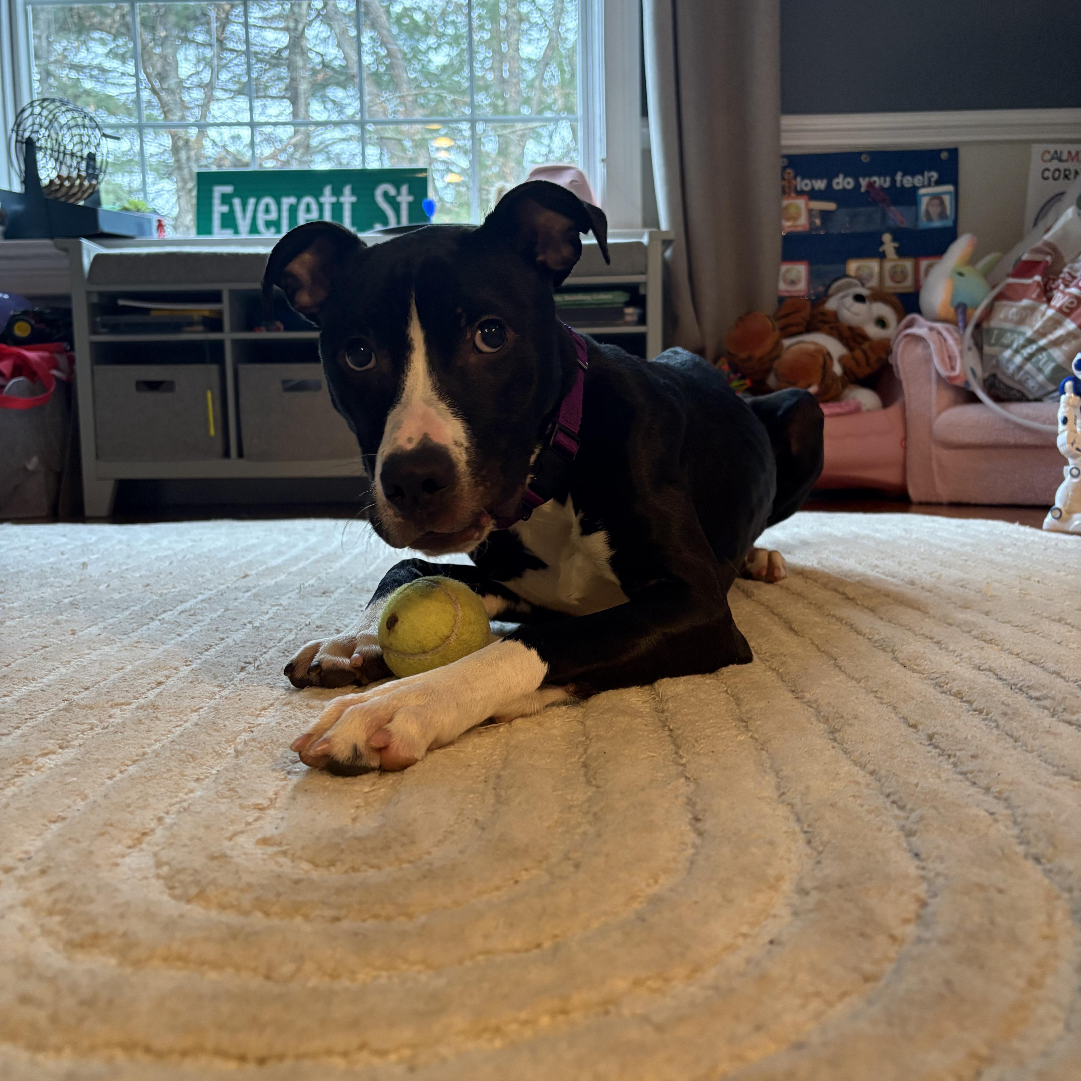 Enlarge Patrick, a ADOPTABLE mixed breed in Nutting Lake, MA image 2/5