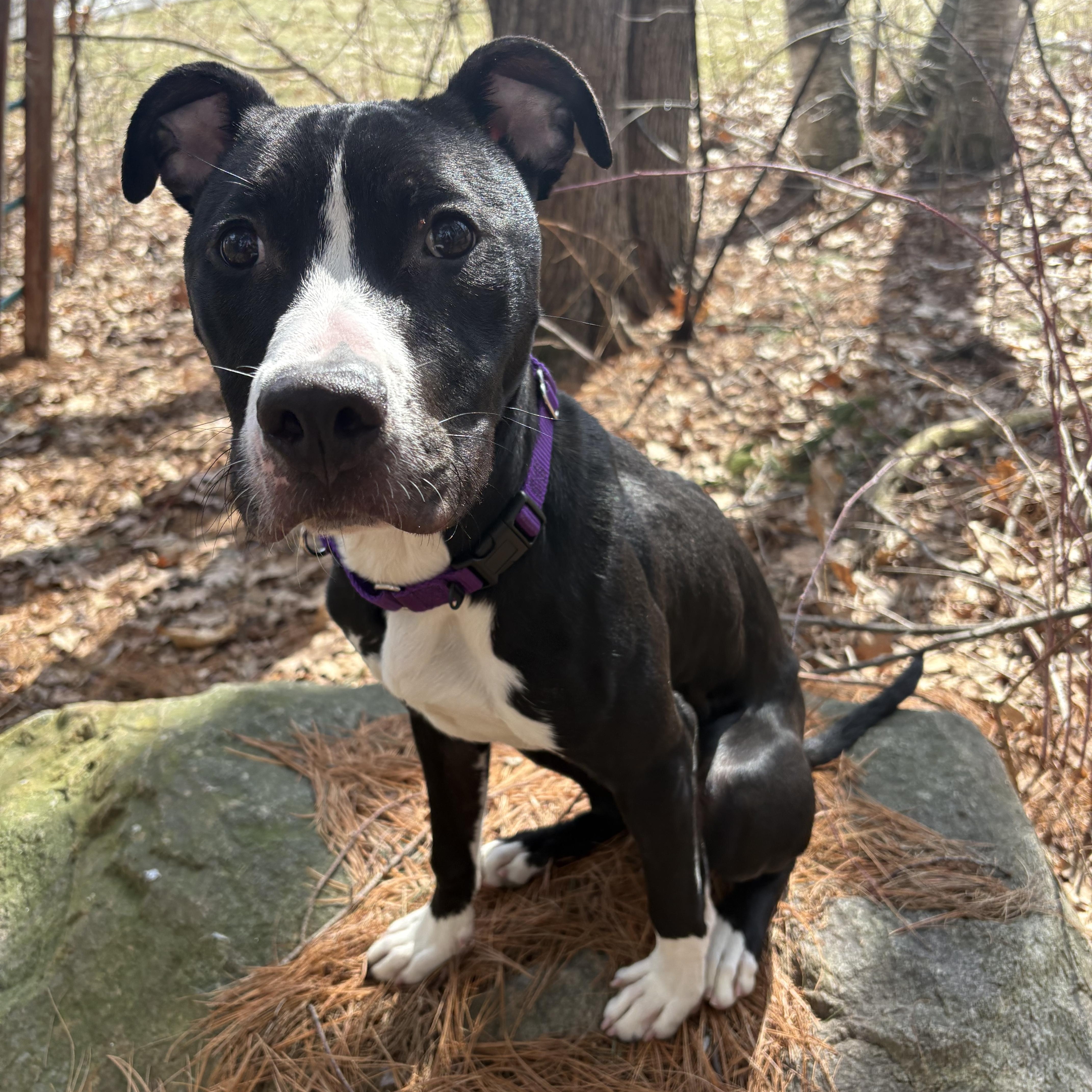 Enlarge Patrick, a ADOPTABLE mixed breed in Nutting Lake, MA image 1/5