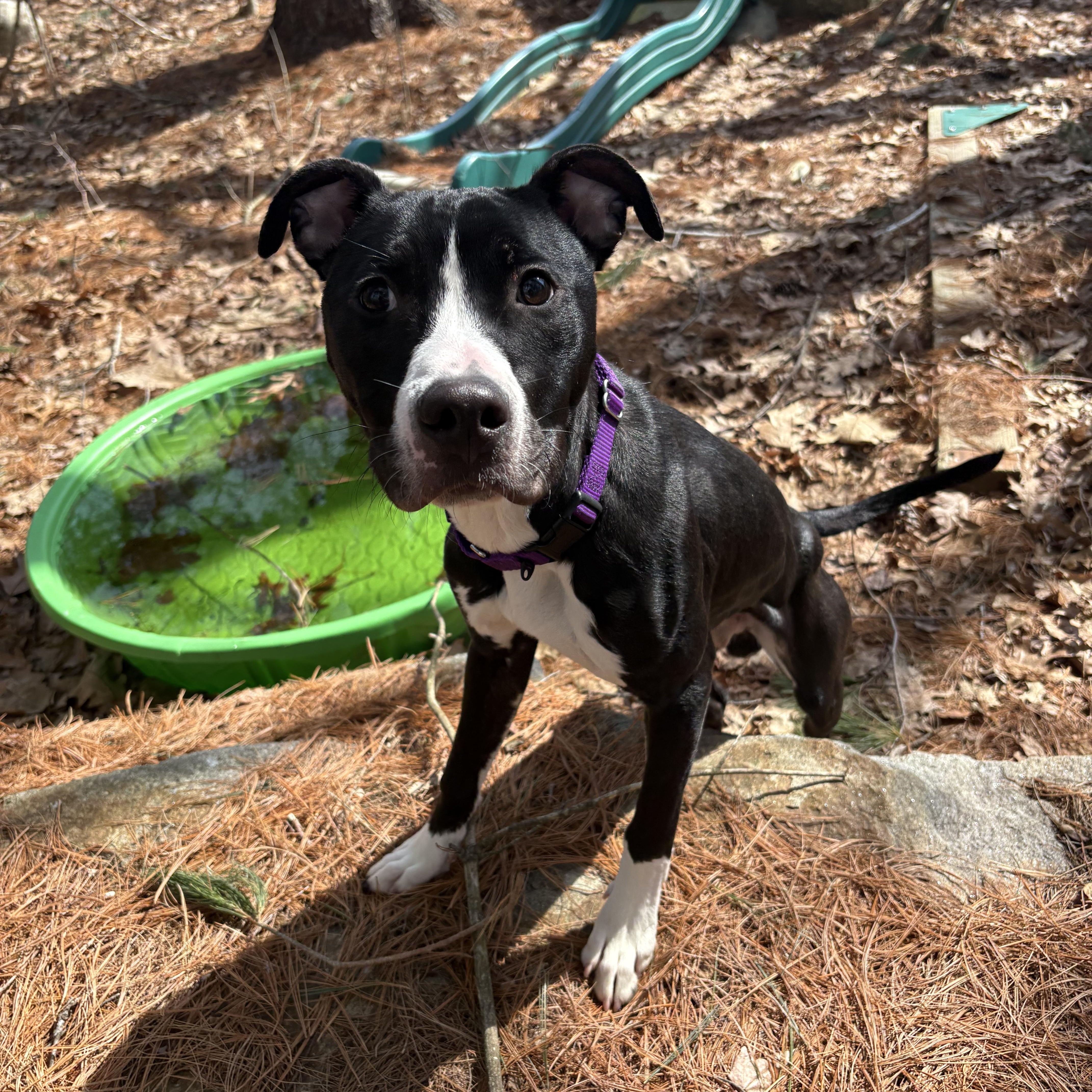 Enlarge Patrick, a ADOPTABLE mixed breed in Nutting Lake, MA image 4/5