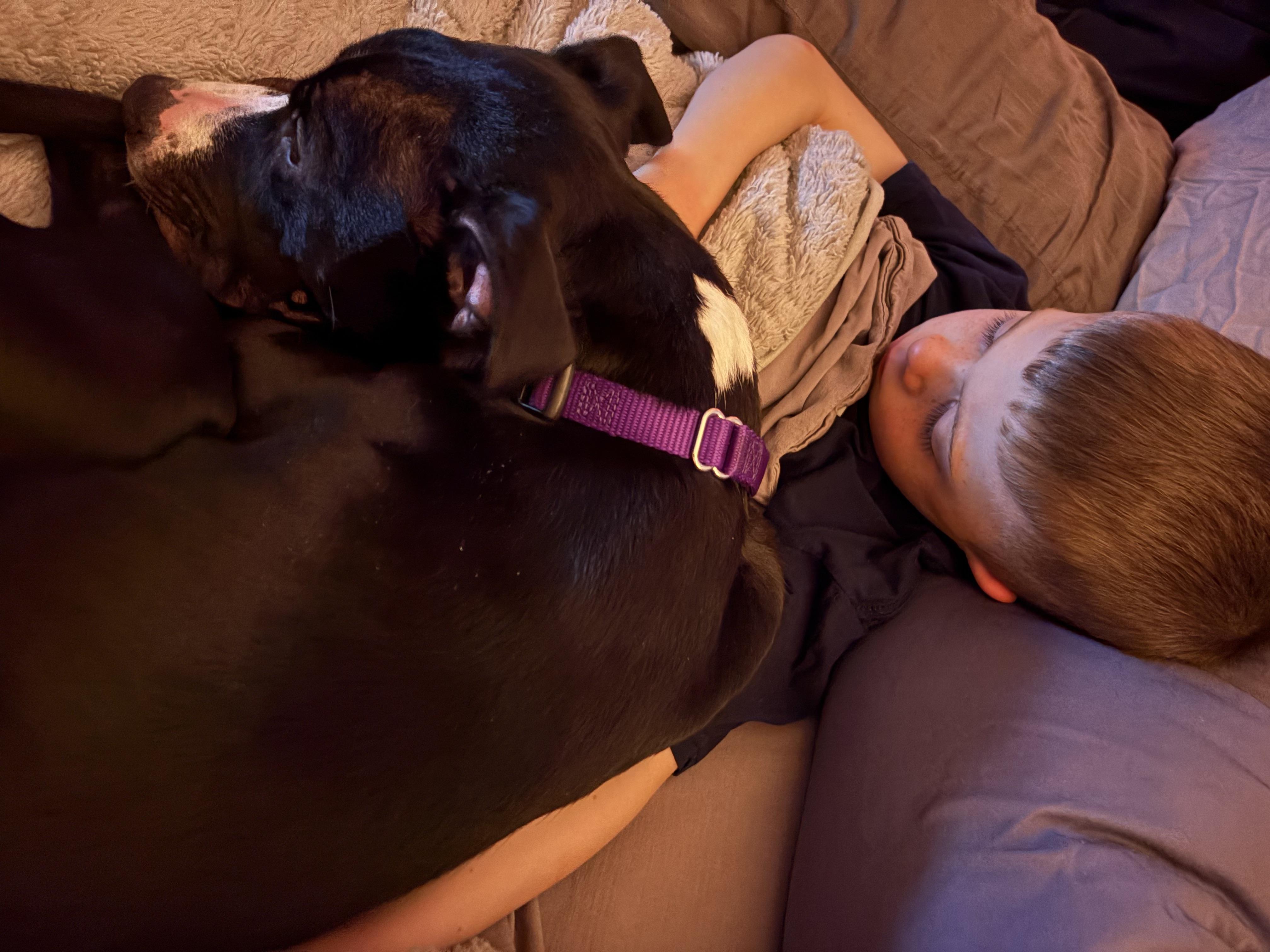 Enlarge Patrick, a ADOPTABLE mixed breed in Nutting Lake, MA image 3/5