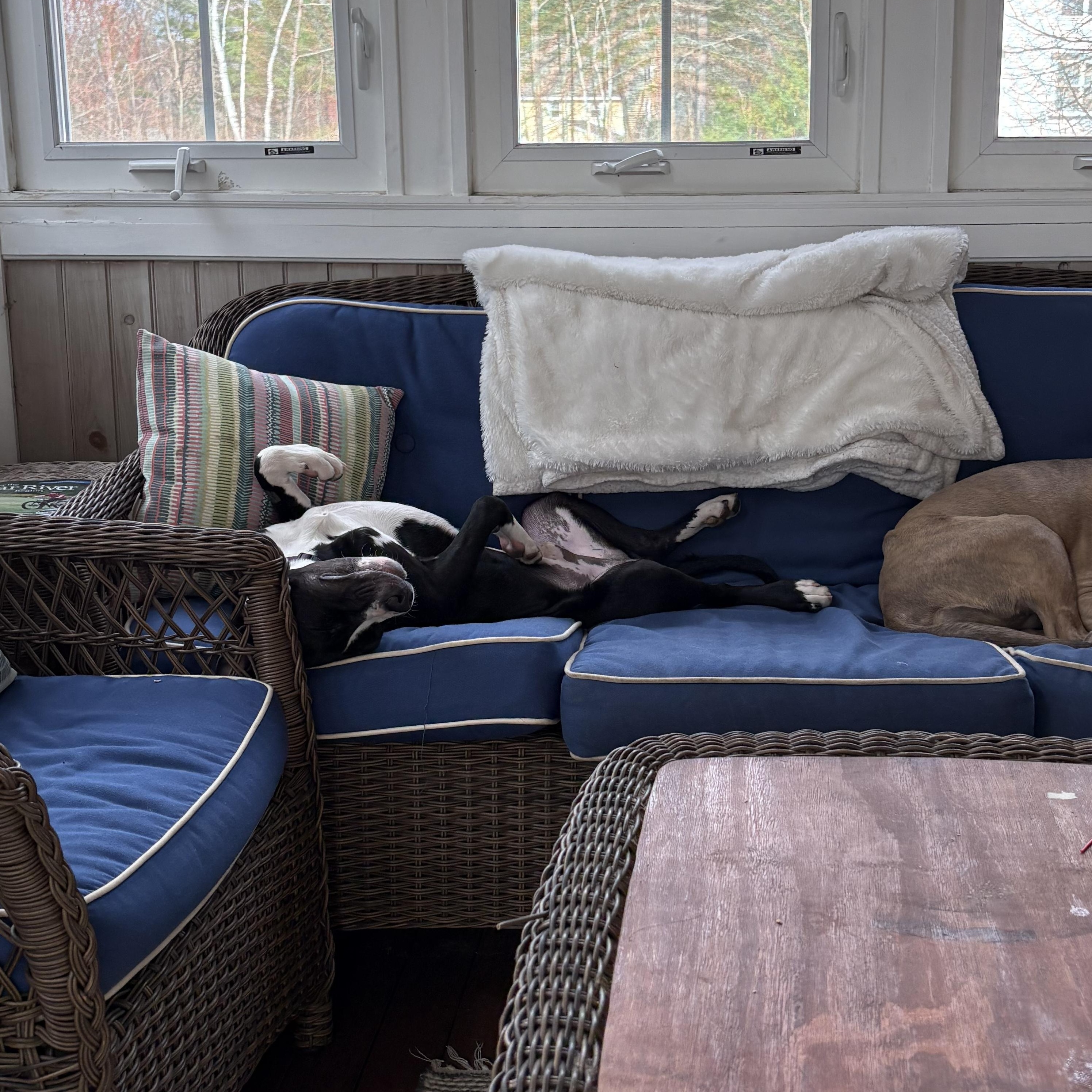 Enlarge Patrick, an adoptable mixed breed in Nutting Lake, MA image 4/6