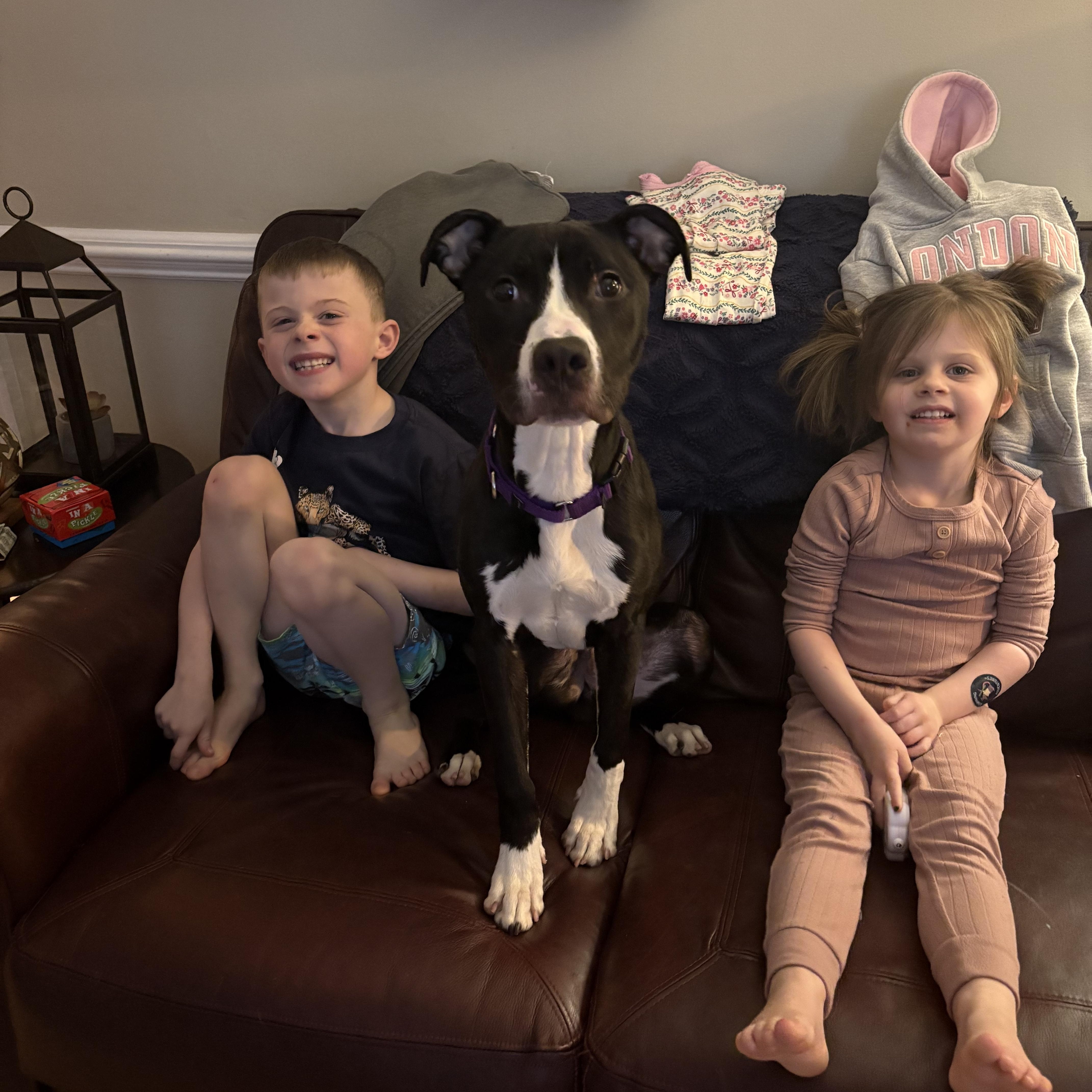 Enlarge Patrick, a ADOPTABLE mixed breed in Nutting Lake, MA image 5/5