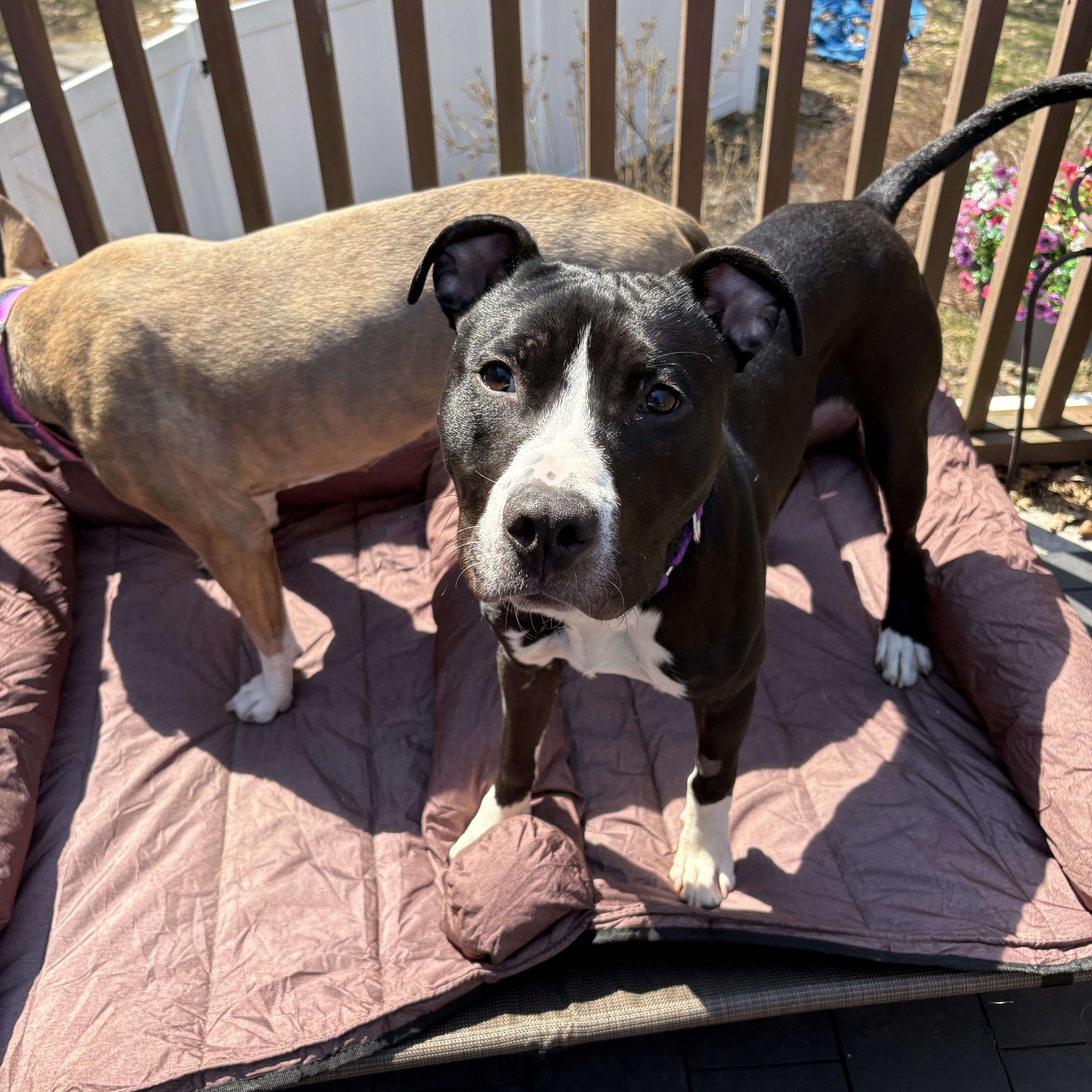 Enlarge Patrick, an adoptable mixed breed in Nutting Lake, MA image 5/6