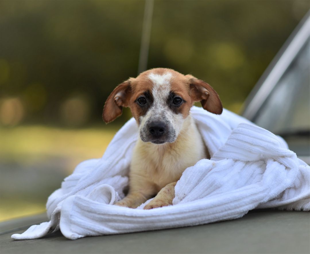 Billie - (Jackson), Adopted, Puppy Female Australian Cattle Dog / Blue Heeler & German Shepherd Dog.
