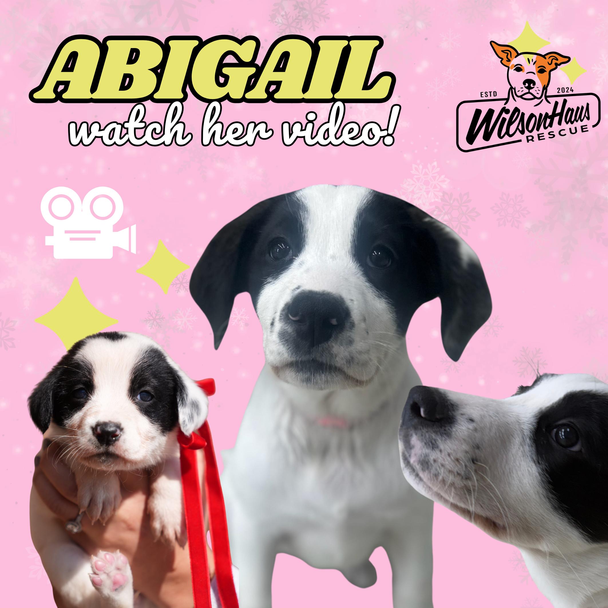 Enlarge Abigail-Piper's Litter, a Adoptable mixed breed in Appleton, WI image 1/4