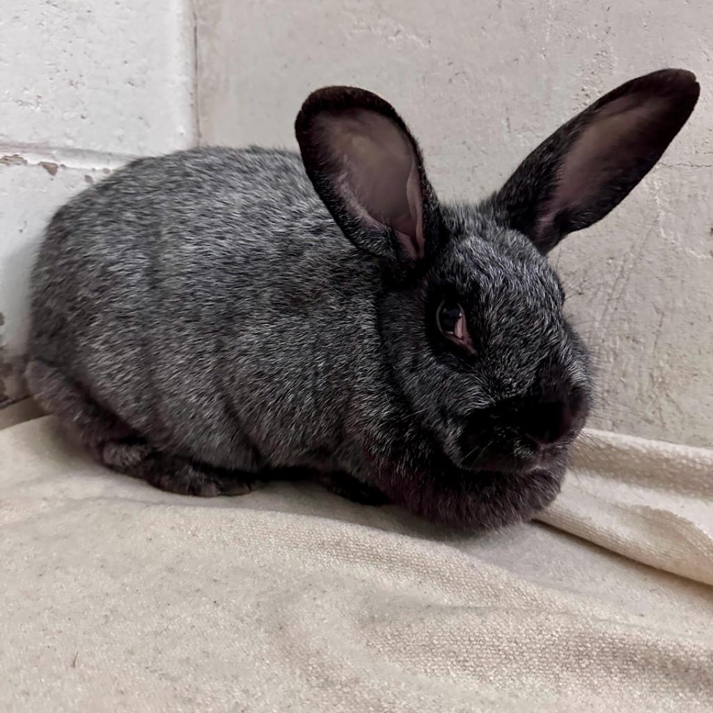 Mushroom *Bonded w/ Stark*, Adoptable, Adult Female Silver Fox.