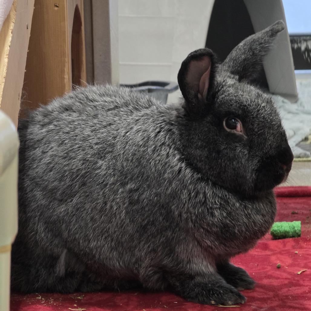 Enlarge Mushroom *Bonded w/ Stark*, a Adoptable Silver Fox in Kennebunk, ME image 3/6