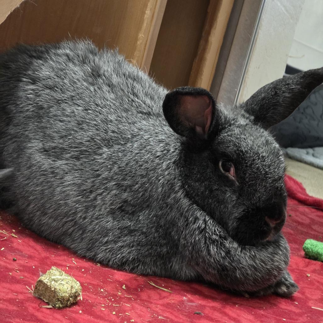 Enlarge Mushroom *Bonded w/ Stark*, a Adoptable Silver Fox in Kennebunk, ME image 6/6