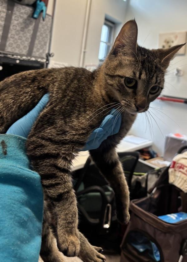 Micho — thumbnail 2