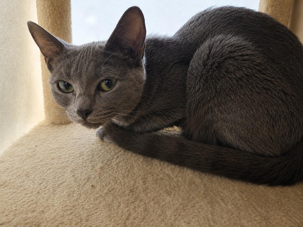 Lady Grey, Adoptable, Young Female Domestic Short Hair.