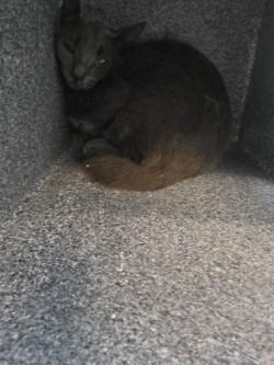 Lady Grey, a Adoptable mixed breed in Rome, GA image 2/2