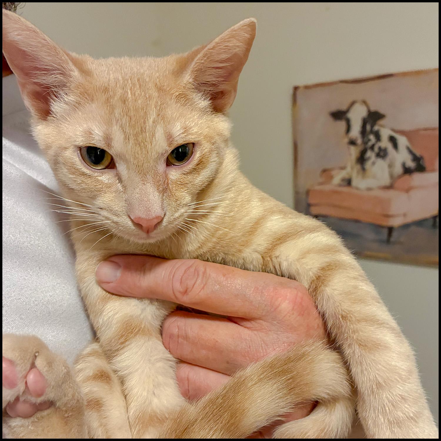 Enlarge Jeep, an adoptable mixed breed in Roswell, GA image 2/2