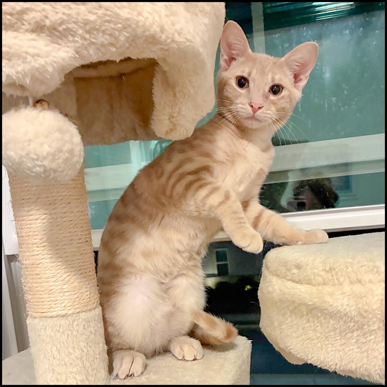 Jeep, adoptable, Young Male Domestic Short Hair & Tabby.