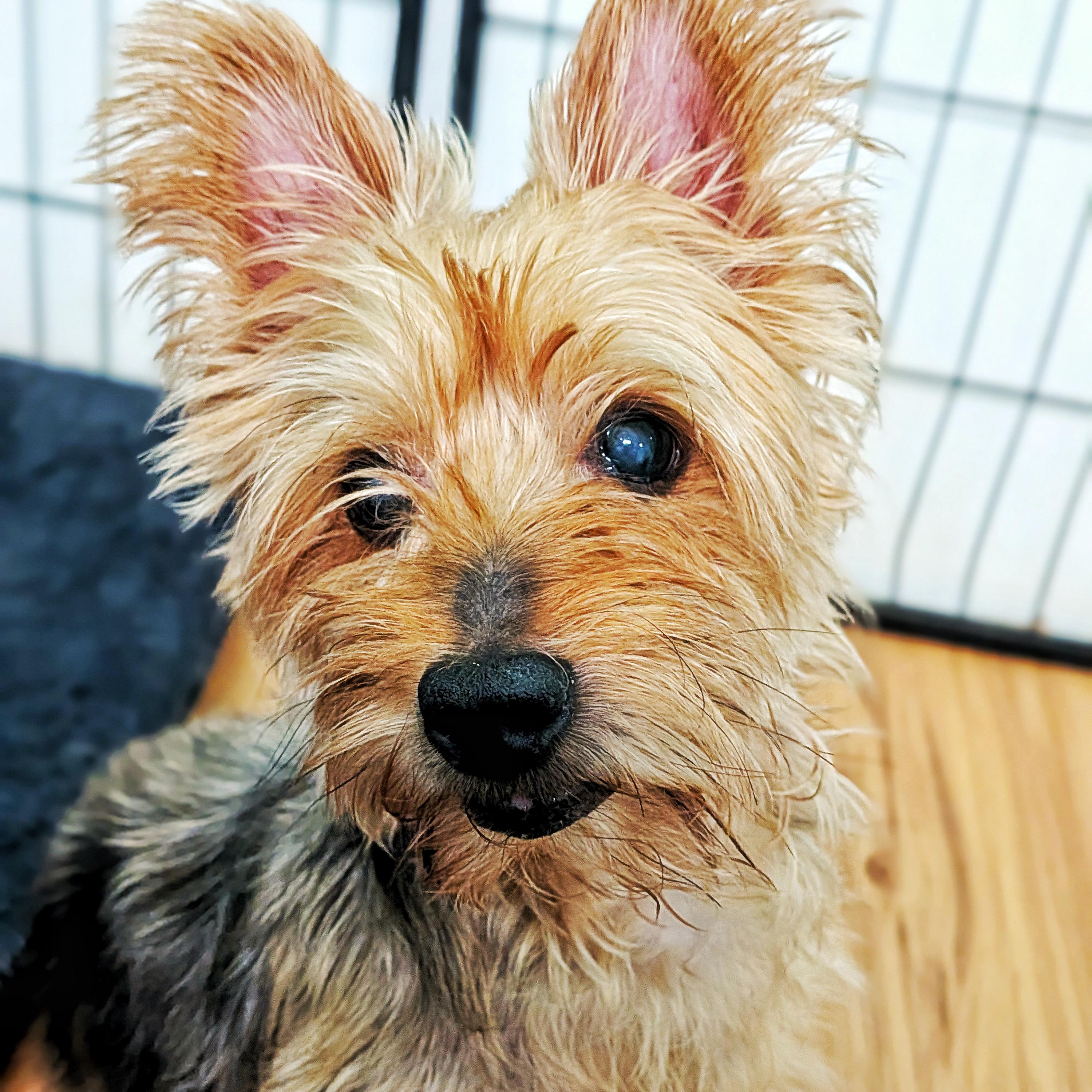 Enlarge Danny & Daisy, a Adoptable Yorkshire Terrier in Eustis, FL image 2/3