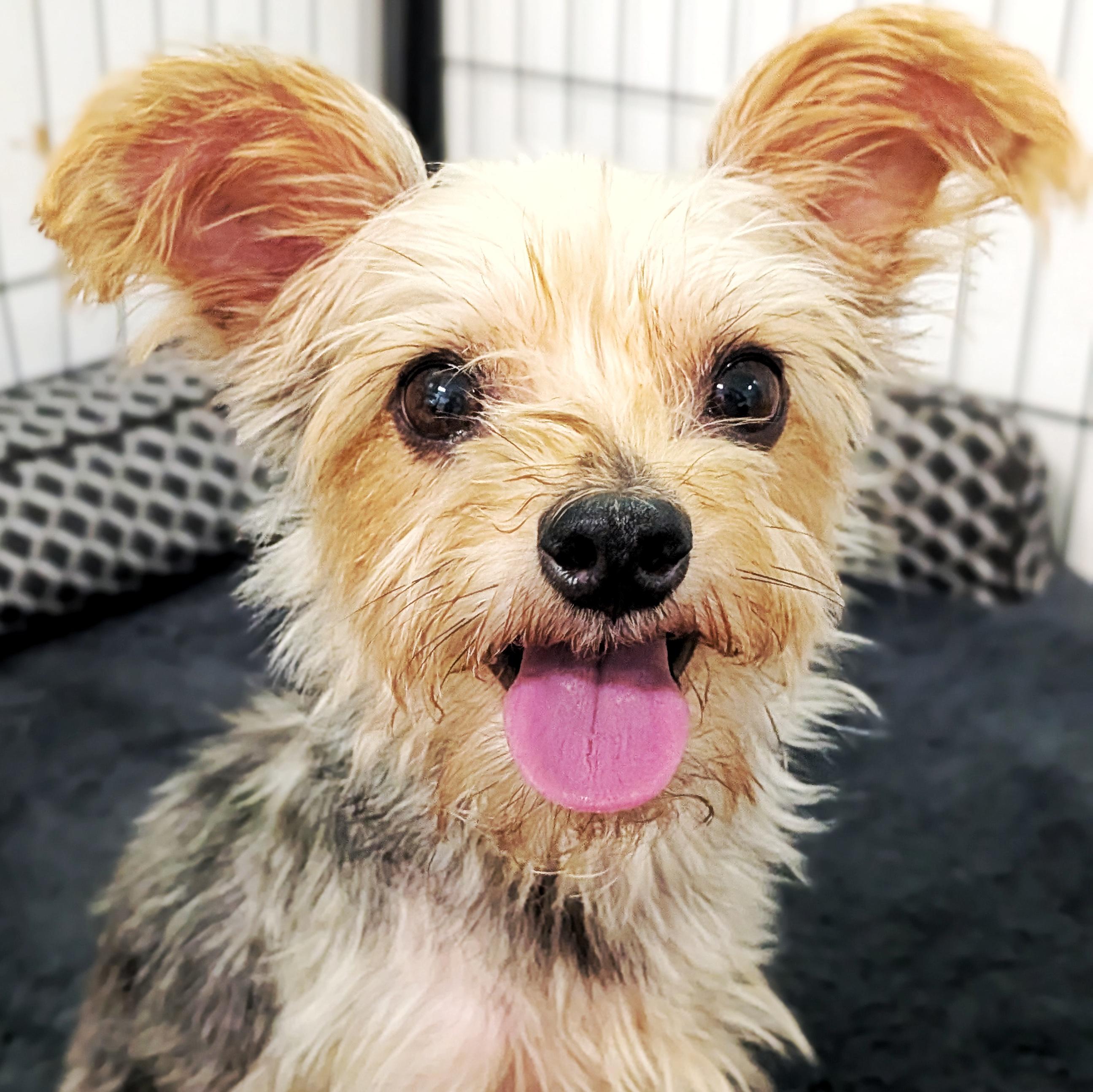 Enlarge Danny & Daisy, a Adoptable Yorkshire Terrier in Eustis, FL image 3/3