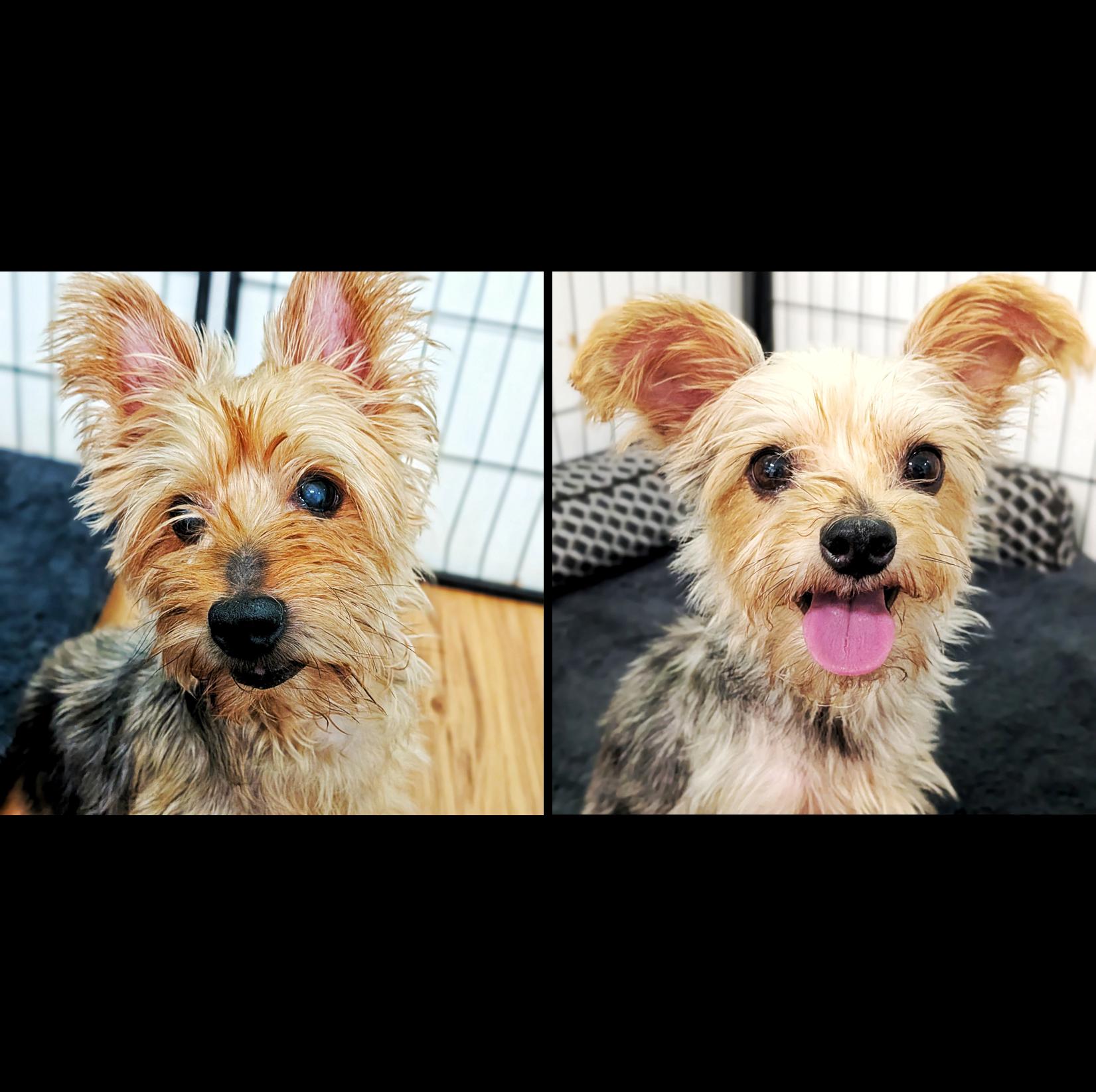 Enlarge Danny & Daisy, a Adoptable Yorkshire Terrier in Eustis, FL image 1/3