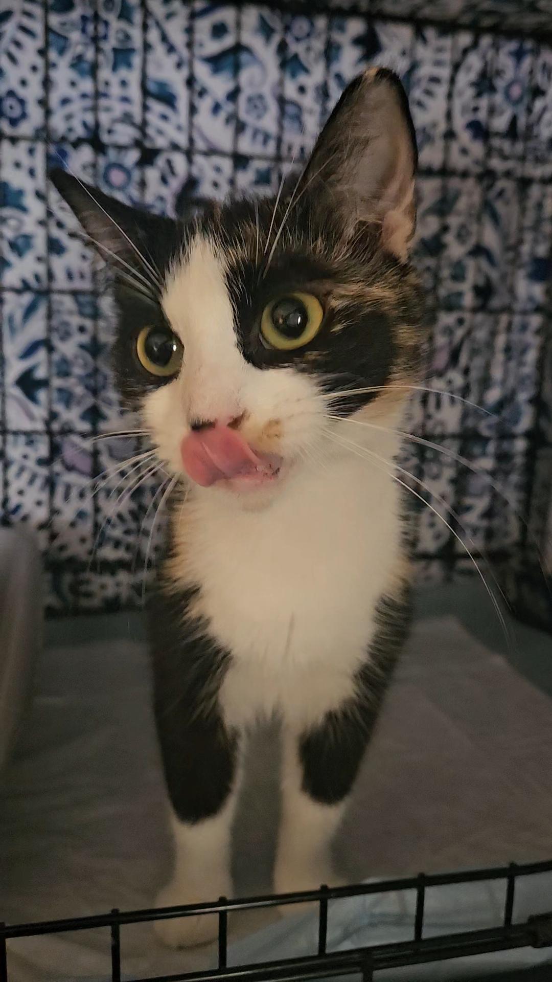 OLIVE N. - PERFECT BEAUTY QUEEN Domestic Short Hair Cat