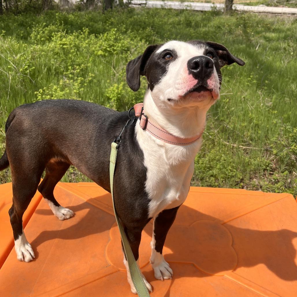 Enlarge Addie, a Adoptable Mixed Breed in Bentonville, AR image 1/6