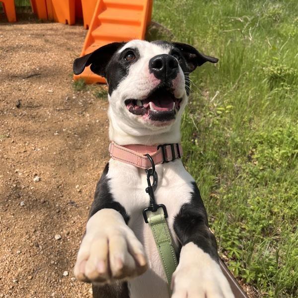 Enlarge Addie, a Adoptable Mixed Breed in Bentonville, AR image 2/6